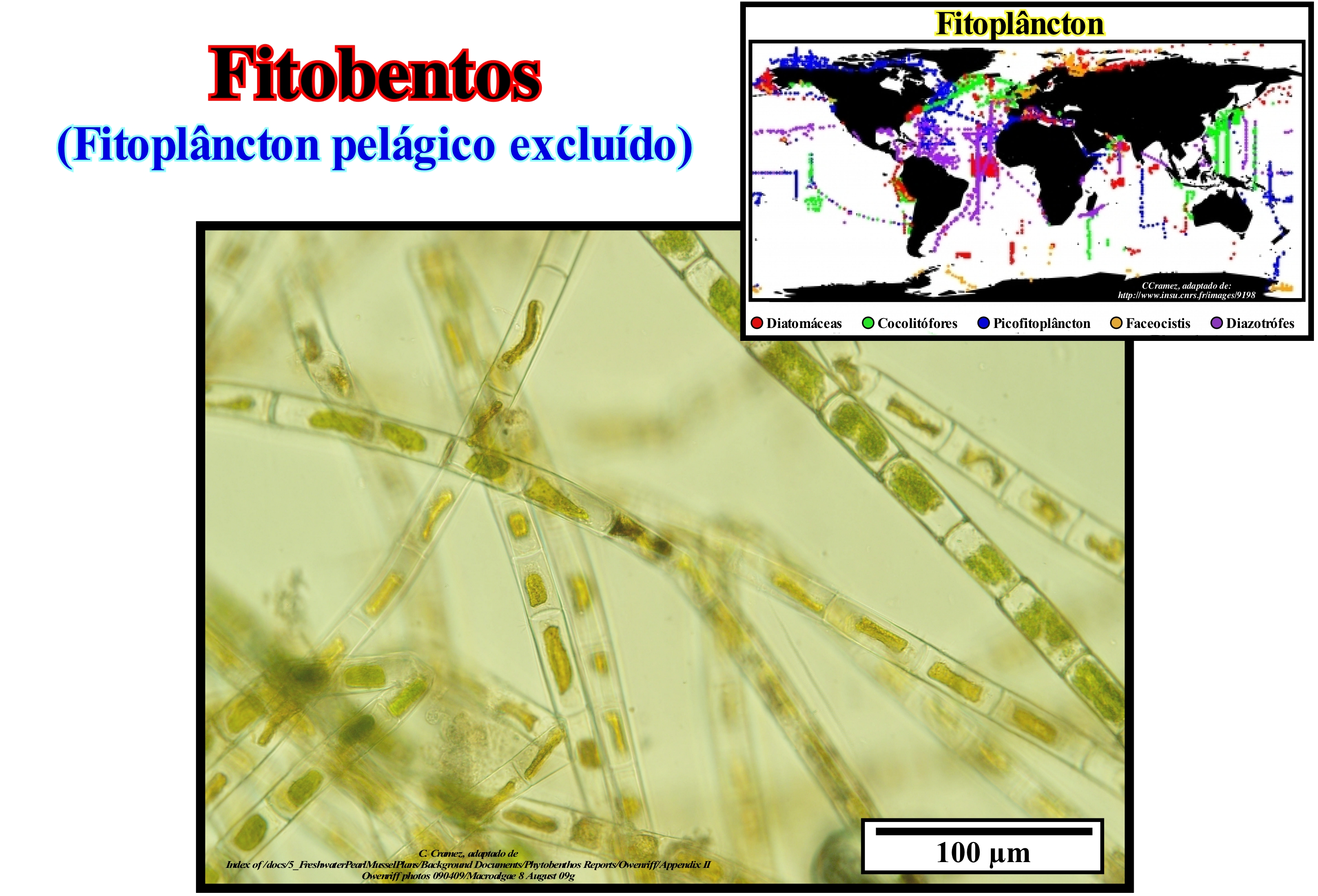 flora marinha subaquática. algas marinhas plantas fitoplâncton