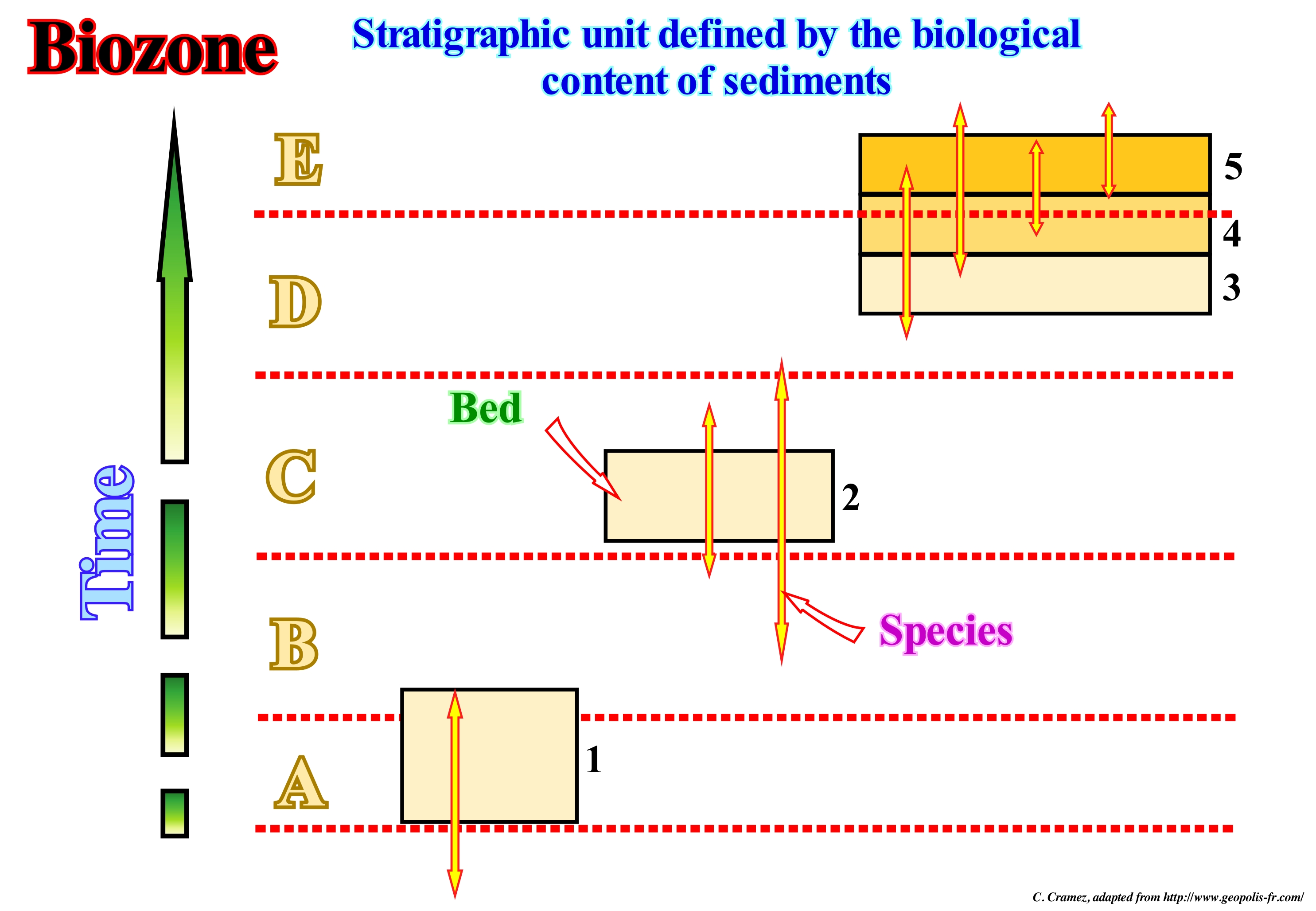 biostratigraphic units pdf