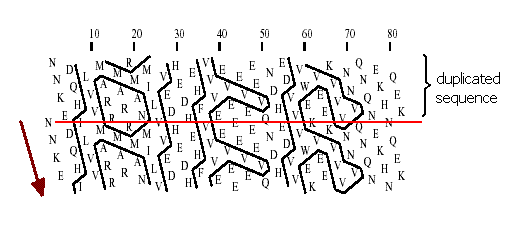 large hydrophobic amino acids large hydrophobic amino acids