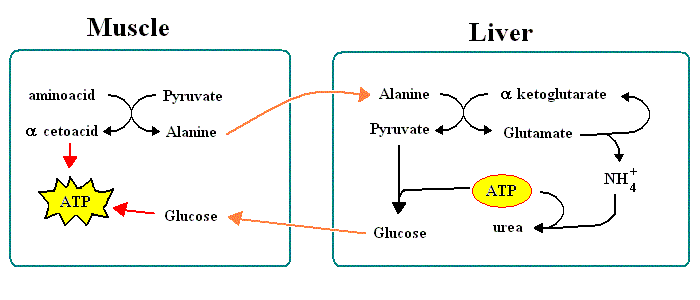 urea cycle lehninger