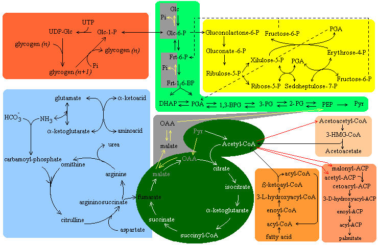 A general overview of the major metabolic pathways