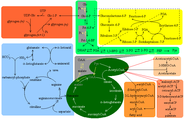 Chart Of Metabolic Pathways