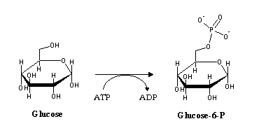 glucose 6 phosphate to fructose 6 phosphate mechanism