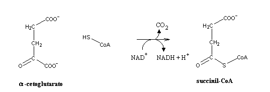 succinyl coa structure