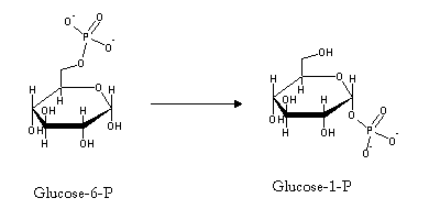 synthesis of glycogen from glucose 6 phosphate