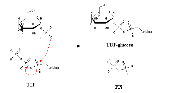 synthesis of glycogen from glucose 6 phosphate