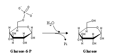 The Chemical Logic Behind Glycogen Synthesis And Degradation