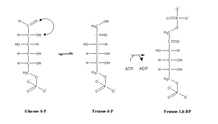 glucose 6 phosphate to fructose 6 phosphate mechanism