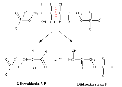 glucose 6 phosphate to fructose 6 phosphate mechanism