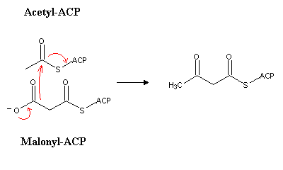 Acetyl Acp