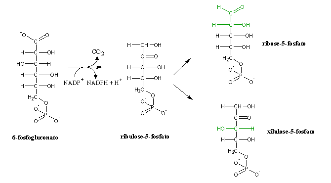 hmp pathway