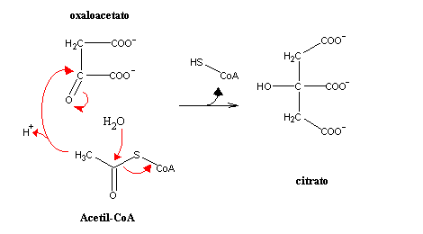 The Chemical Logic Behind The Citric Acid Cycle,Beef Chart