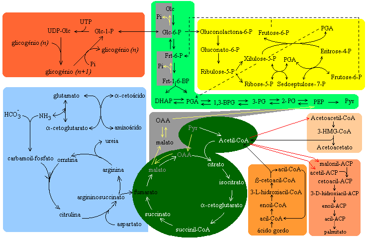 Introdução bioquimica